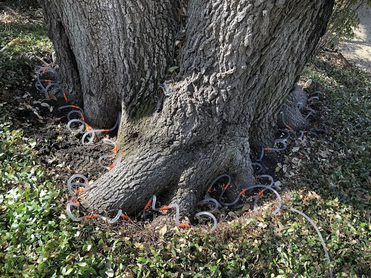 Detailed Tree Cabling and Bracing job site in Higginson