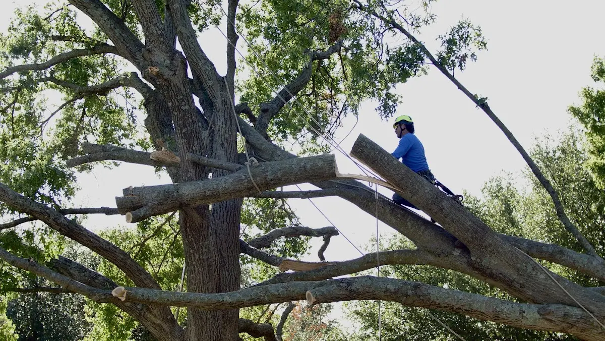 Professional Hazardous Tree Removal performed by certified arborists in Higginson